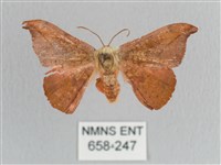 銀端帶鉤蛾藏品圖，第1張