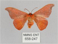 銀端帶鉤蛾藏品圖，第2張