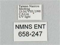 銀端帶鉤蛾藏品圖，第3張