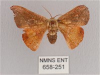 銀端帶鉤蛾藏品圖，第1張