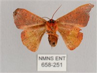 銀端帶鉤蛾藏品圖，第2張