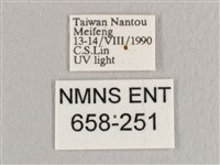 銀端帶鉤蛾藏品圖，第3張