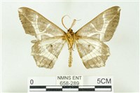 樹形尺蛾藏品圖，第2張