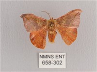 銀端帶鉤蛾藏品圖，第1張