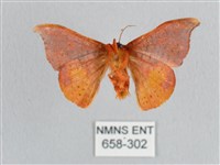 銀端帶鉤蛾藏品圖，第2張