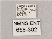 銀端帶鉤蛾藏品圖，第3張