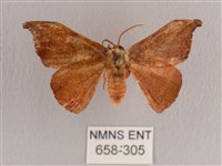 銀端帶鉤蛾藏品圖，第1張