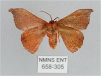 銀端帶鉤蛾藏品圖，第2張