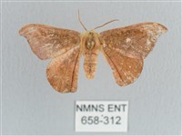 銀端帶鉤蛾藏品圖，第1張