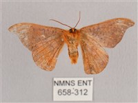 銀端帶鉤蛾藏品圖，第2張