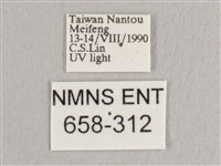 銀端帶鉤蛾藏品圖，第3張