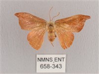 銀端帶鉤蛾藏品圖，第1張