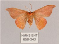 銀端帶鉤蛾藏品圖，第2張