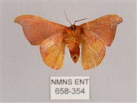 銀端帶鉤蛾藏品圖，第2張