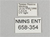 銀端帶鉤蛾藏品圖，第3張