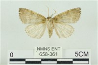 臺灣銀斑異波紋蛾藏品圖，第2張