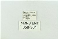 臺灣銀斑異波紋蛾藏品圖，第3張