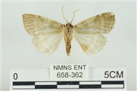 臺灣銀斑異波紋蛾藏品圖，第2張