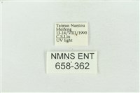 臺灣銀斑異波紋蛾藏品圖，第3張