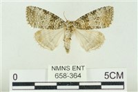 臺灣銀斑異波紋蛾藏品圖，第1張