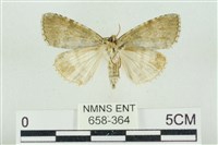 臺灣銀斑異波紋蛾藏品圖，第2張