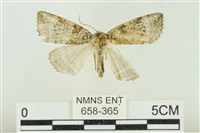 臺灣銀斑異波紋蛾藏品圖，第1張