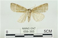 臺灣銀斑異波紋蛾藏品圖，第2張