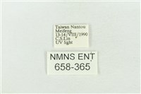 臺灣銀斑異波紋蛾藏品圖，第3張