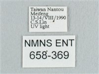 銀端帶鉤蛾藏品圖，第3張