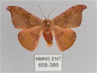 裳蛾科藏品圖，第1張