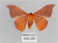 裳蛾科藏品圖，第2張