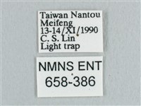 裳蛾科藏品圖，第3張