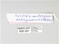 圓翅大鉤蛾藏品圖，第3張