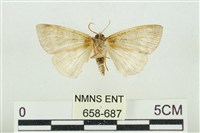 臺灣銀斑異波紋蛾藏品圖，第2張