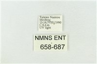 臺灣銀斑異波紋蛾藏品圖，第3張