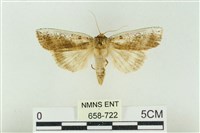 臺洒波紋蛾藏品圖，第1張