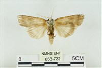 臺洒波紋蛾藏品圖，第2張