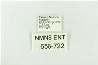 臺洒波紋蛾藏品圖，第3張