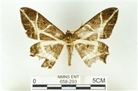 樹形尺蛾藏品圖，第1張