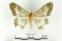 樹形尺蛾藏品圖，第2張