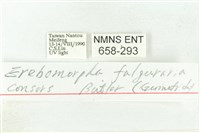 樹形尺蛾藏品圖，第3張