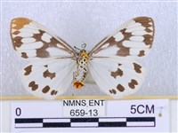 粉蝶燈蛾藏品圖，第2張