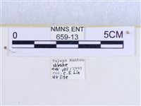 粉蝶燈蛾藏品圖，第3張