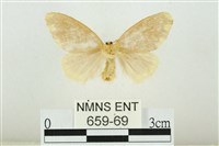 黑翅黃毒蛾藏品圖，第2張