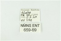 黑翅黃毒蛾藏品圖，第3張