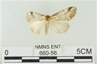 臺美波紋蛾藏品圖，第1張