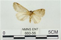 臺美波紋蛾藏品圖，第2張