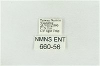 臺美波紋蛾藏品圖，第3張