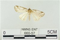 臺美波紋蛾藏品圖，第1張