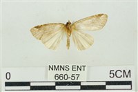 臺美波紋蛾藏品圖，第2張